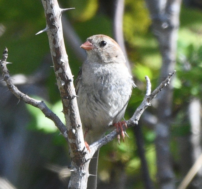 Field Sparrow - ML641999340