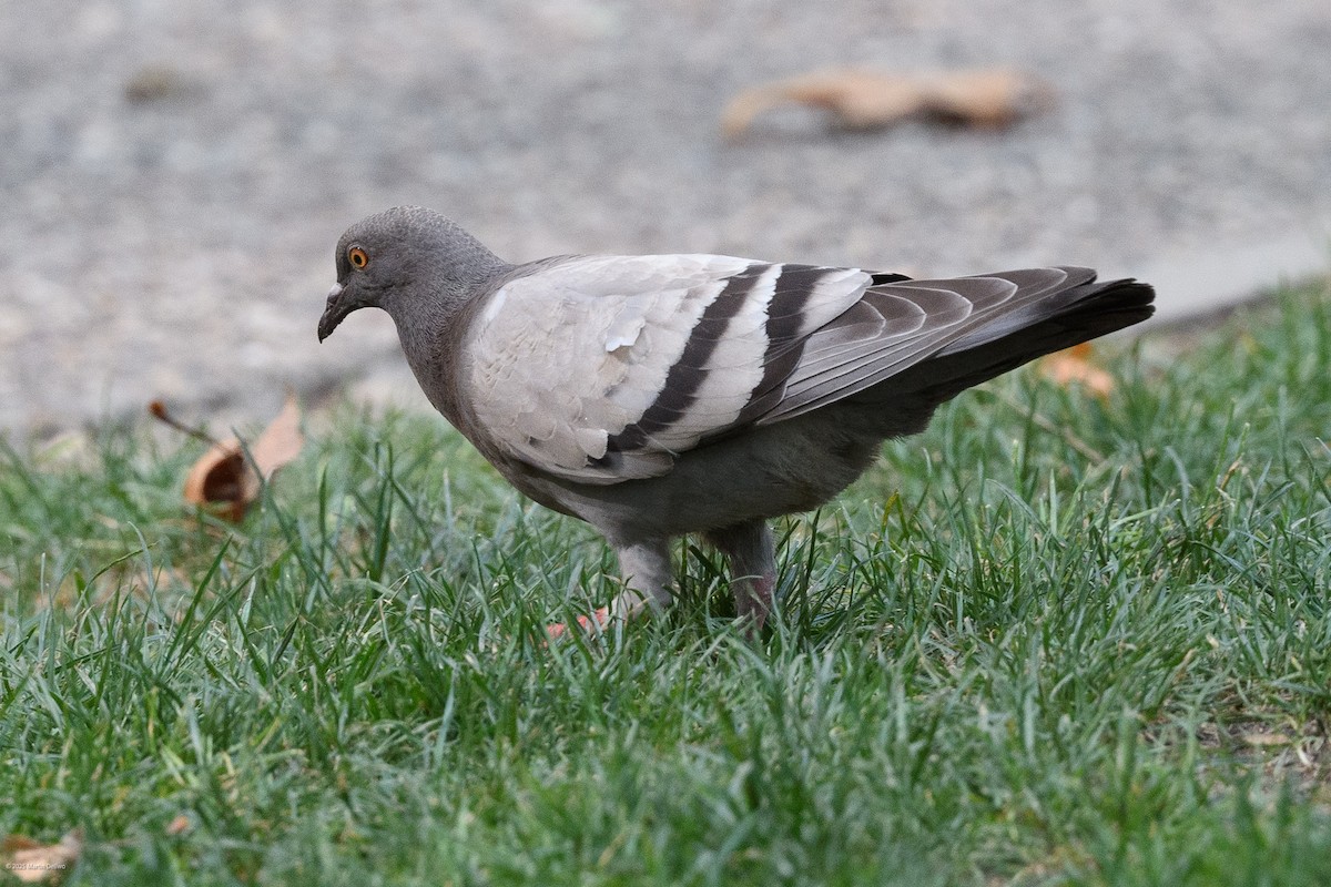 Rock Pigeon (Feral Pigeon) - ML641999341