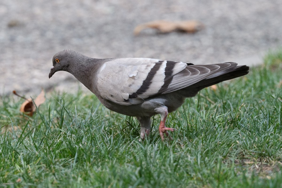 Rock Pigeon (Feral Pigeon) - ML641999342