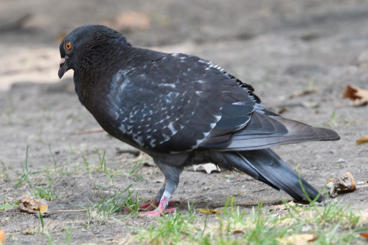 Rock Pigeon (Feral Pigeon) - ML641999343