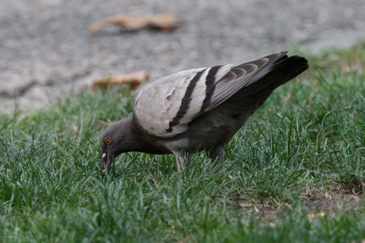 Rock Pigeon (Feral Pigeon) - ML641999344