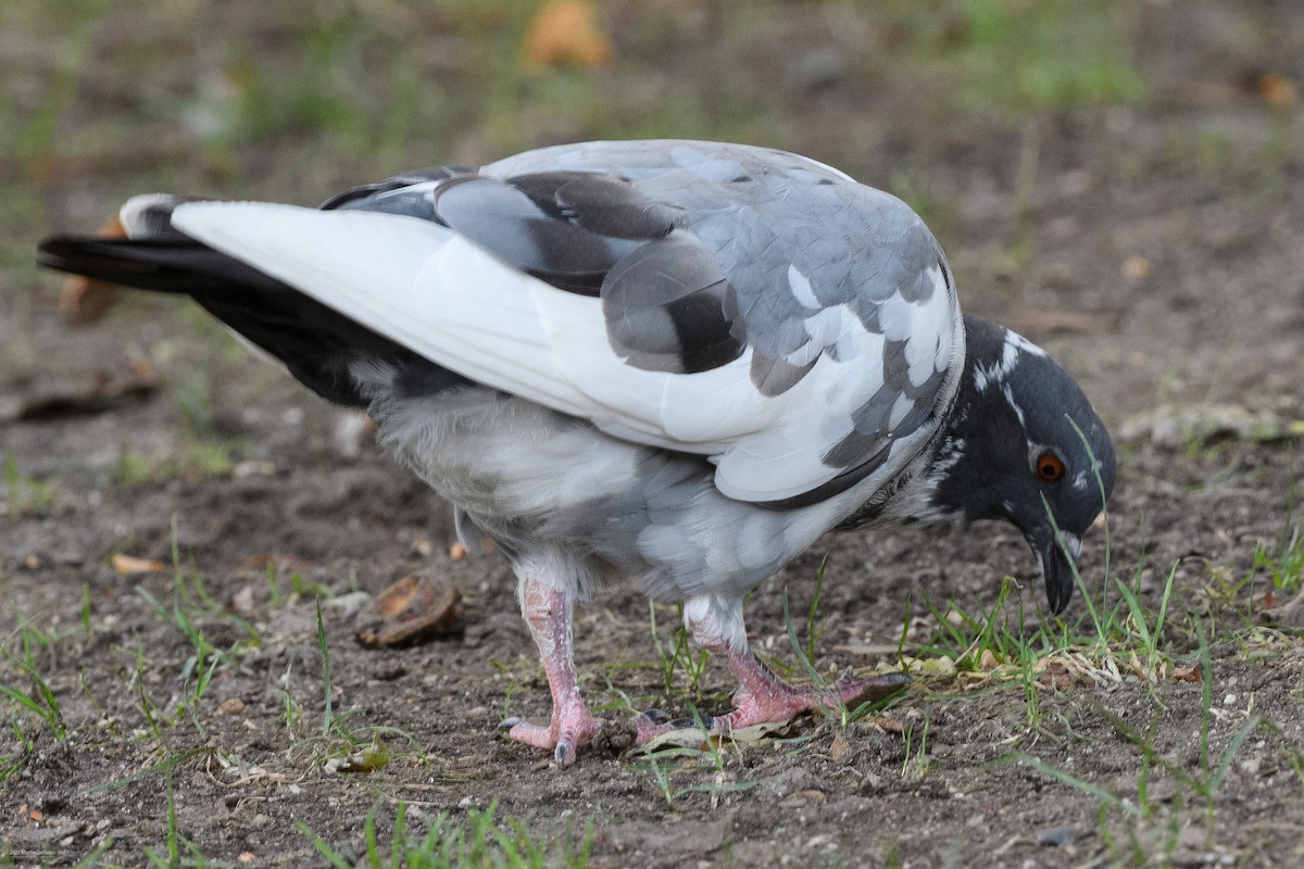 Rock Pigeon (Feral Pigeon) - ML641999345