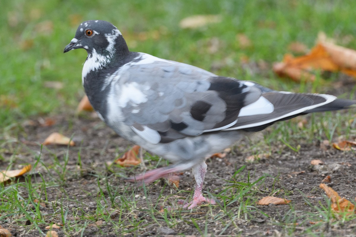 Rock Pigeon (Feral Pigeon) - ML641999346