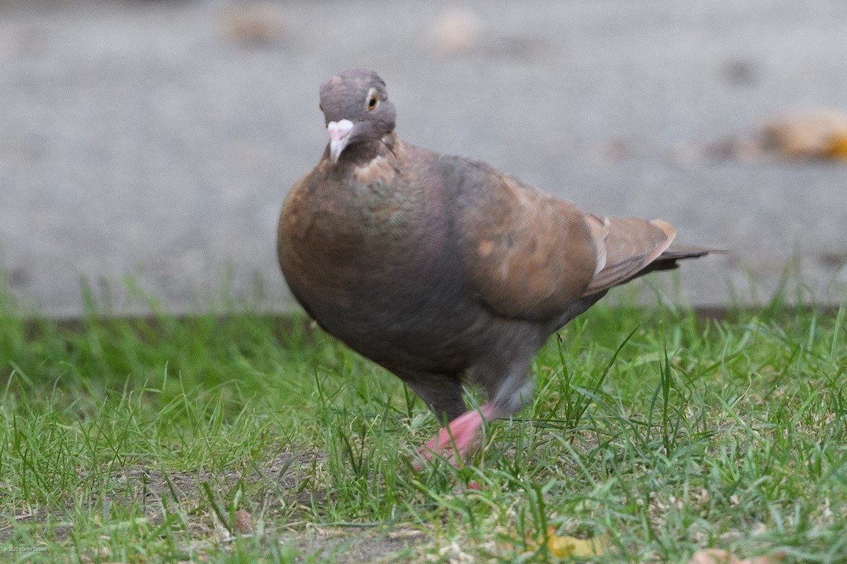 Rock Pigeon (Feral Pigeon) - ML641999347