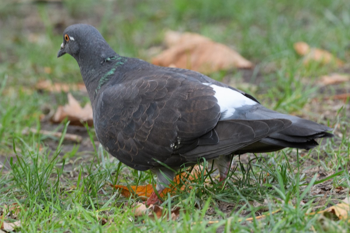 Rock Pigeon (Feral Pigeon) - ML641999348