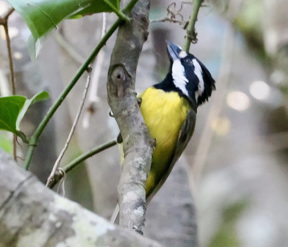 Eastern Shrike-tit - ML641999349