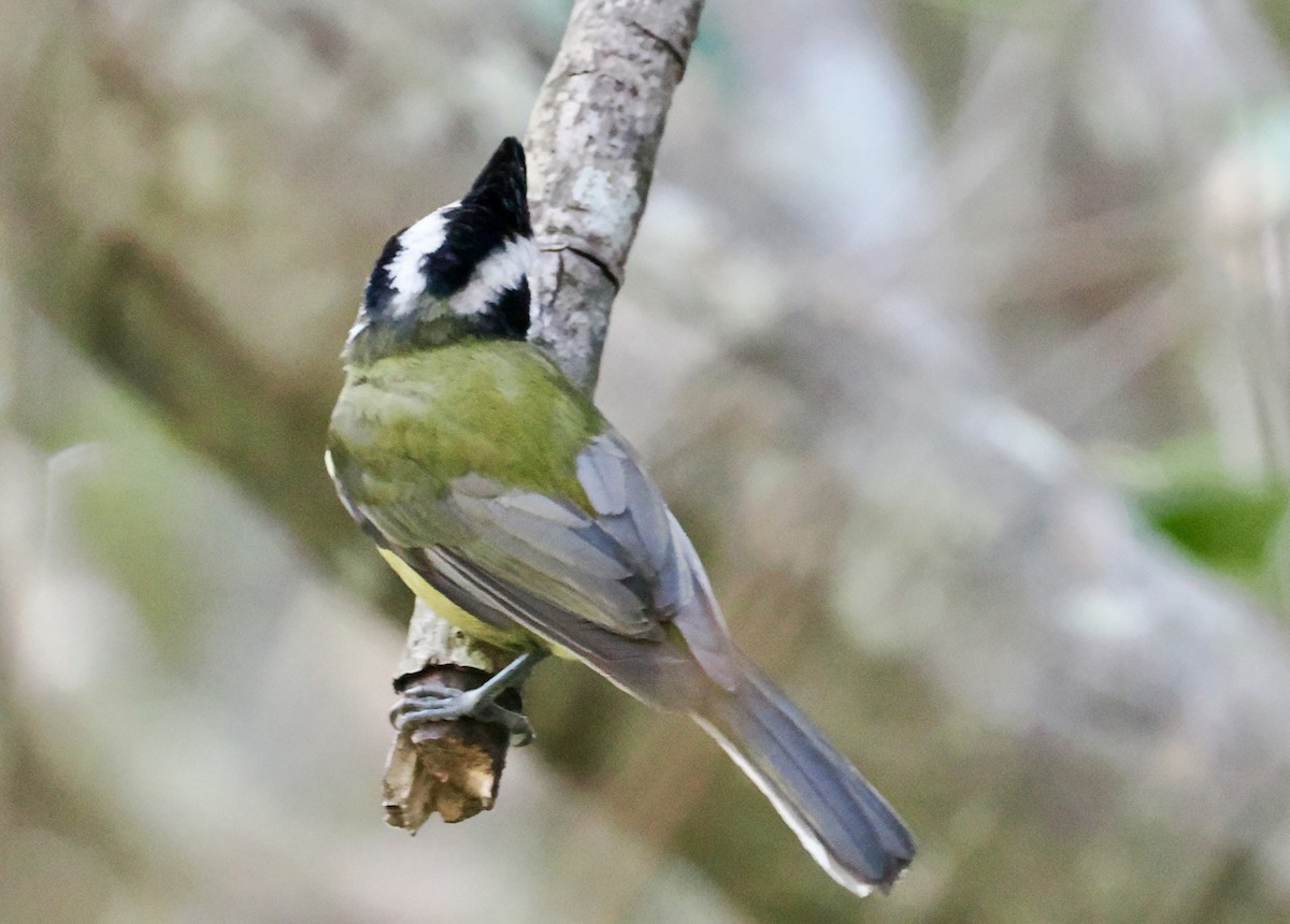 Eastern Shrike-tit - ML641999351