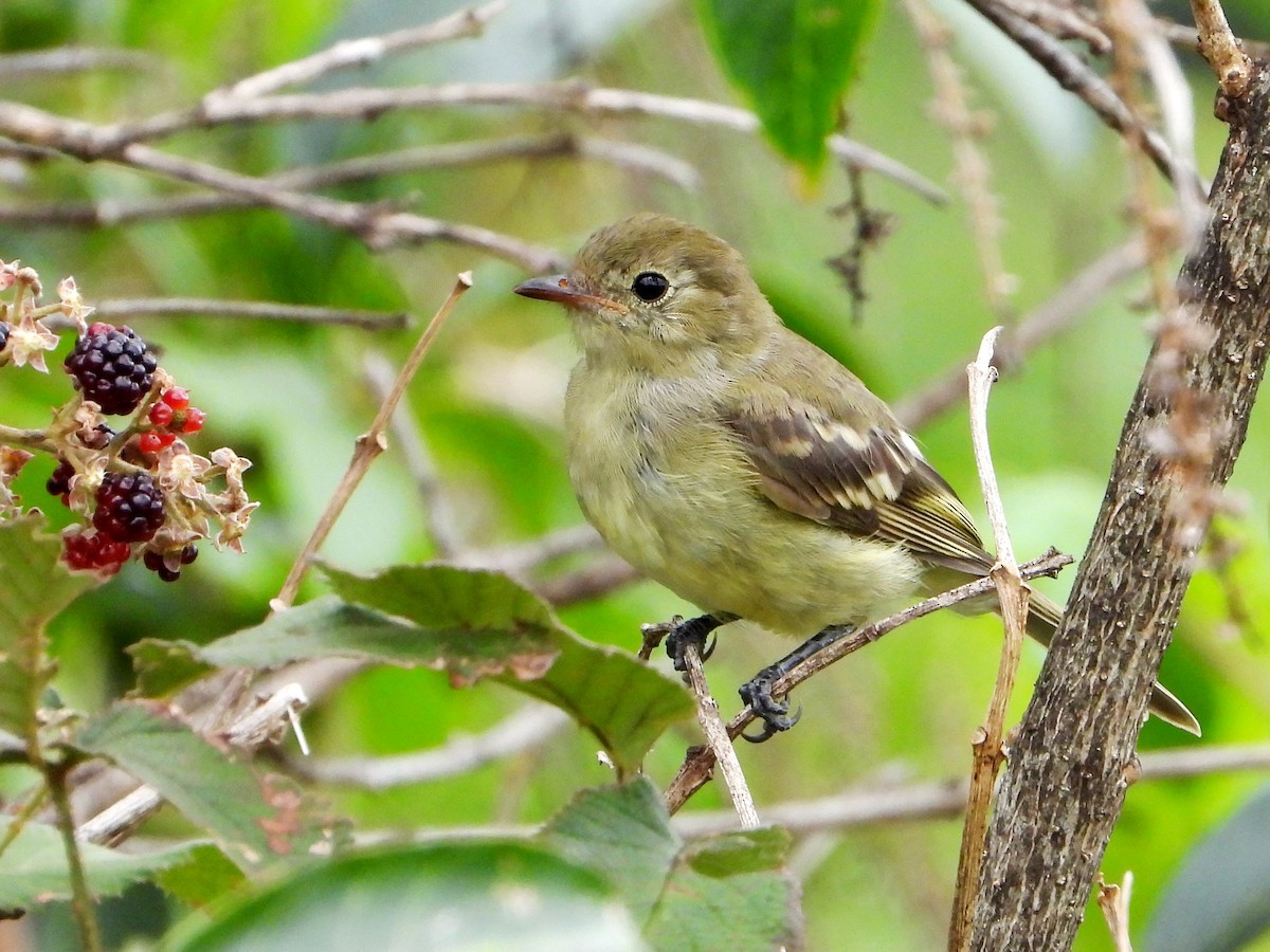 Mountain Elaenia - ML641999352