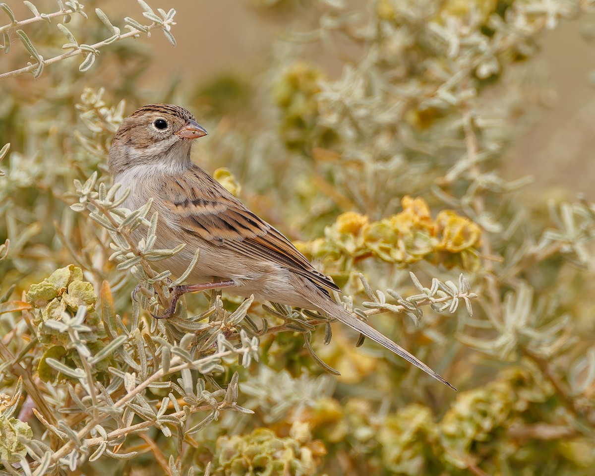 Brewer's Sparrow - ML641999353