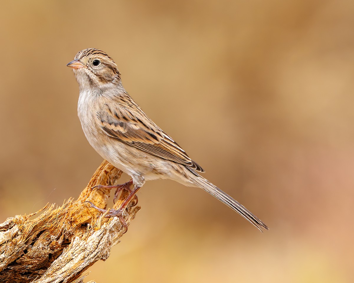 Brewer's Sparrow - ML641999354
