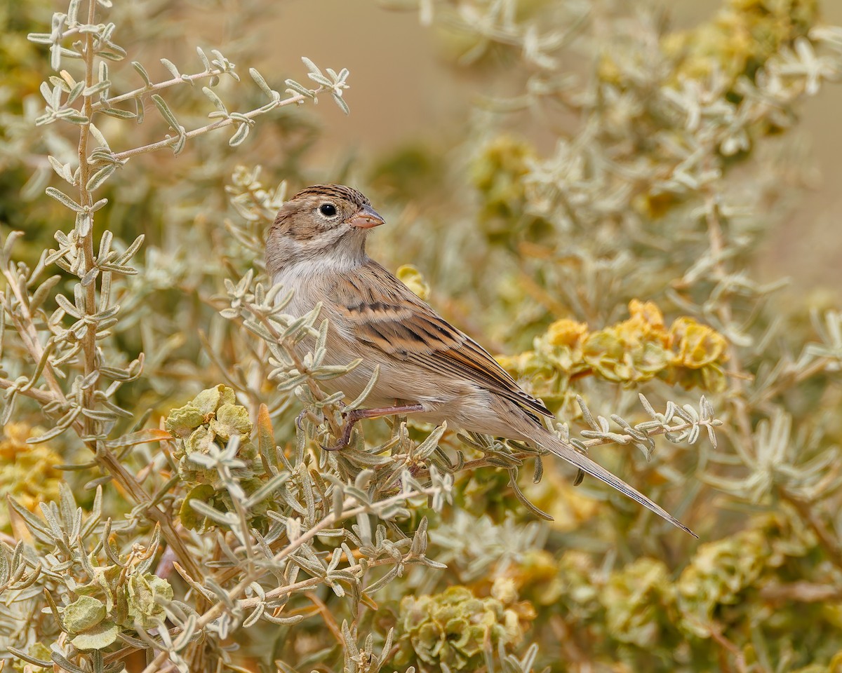 Brewer's Sparrow - ML641999355