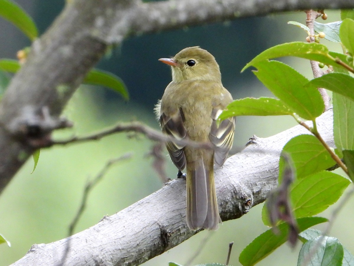 Mountain Elaenia - ML641999361