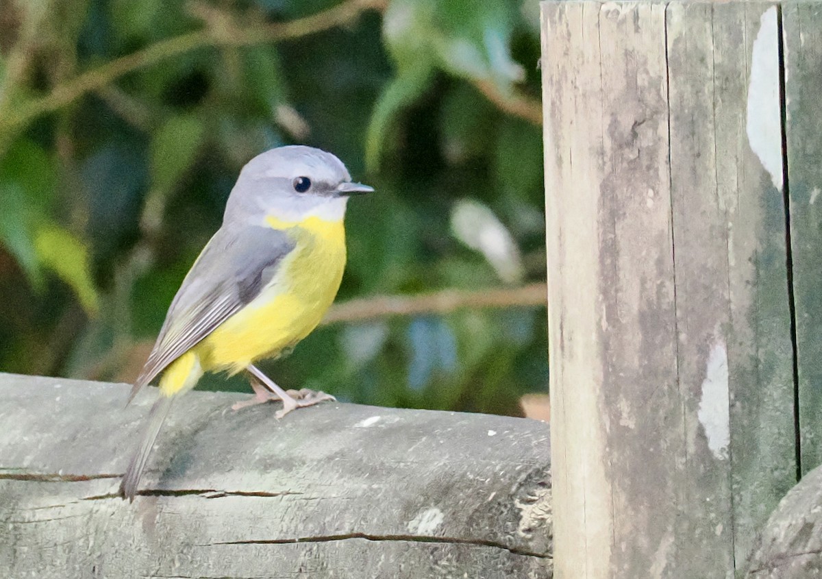 Eastern Yellow Robin - ML641999362