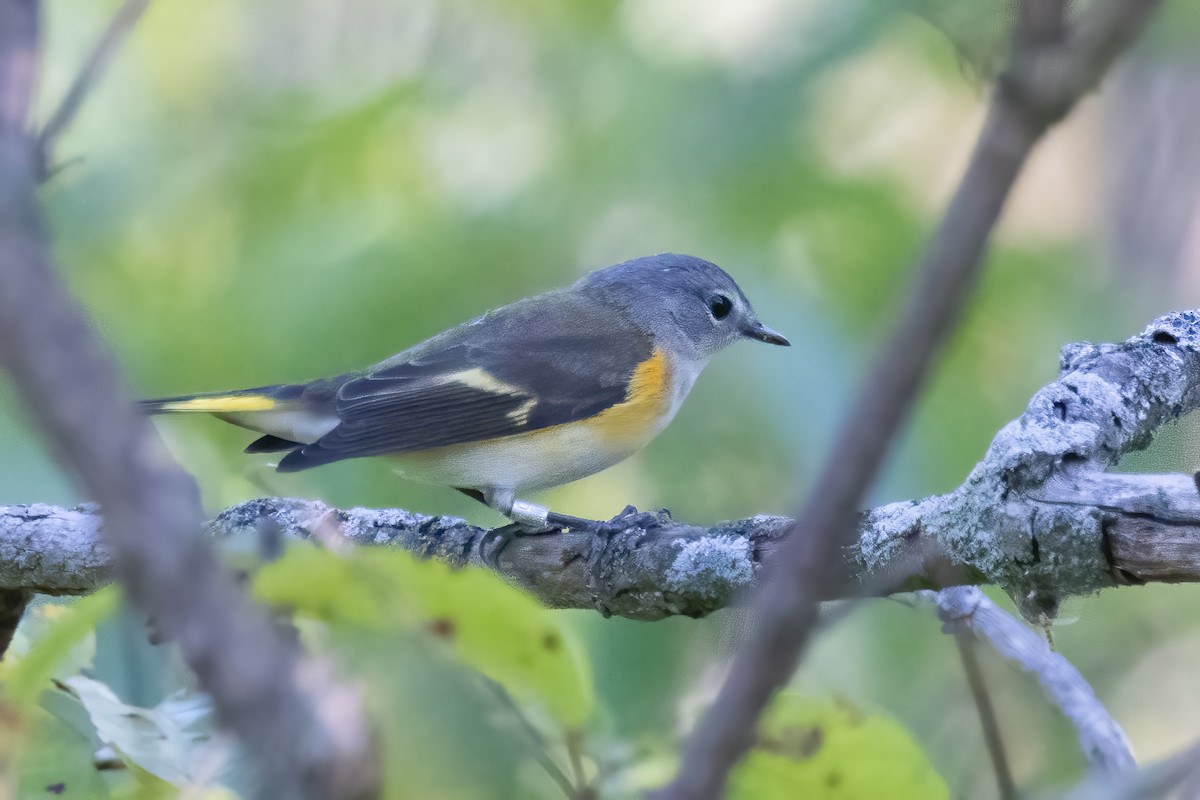American Redstart - ML641999363