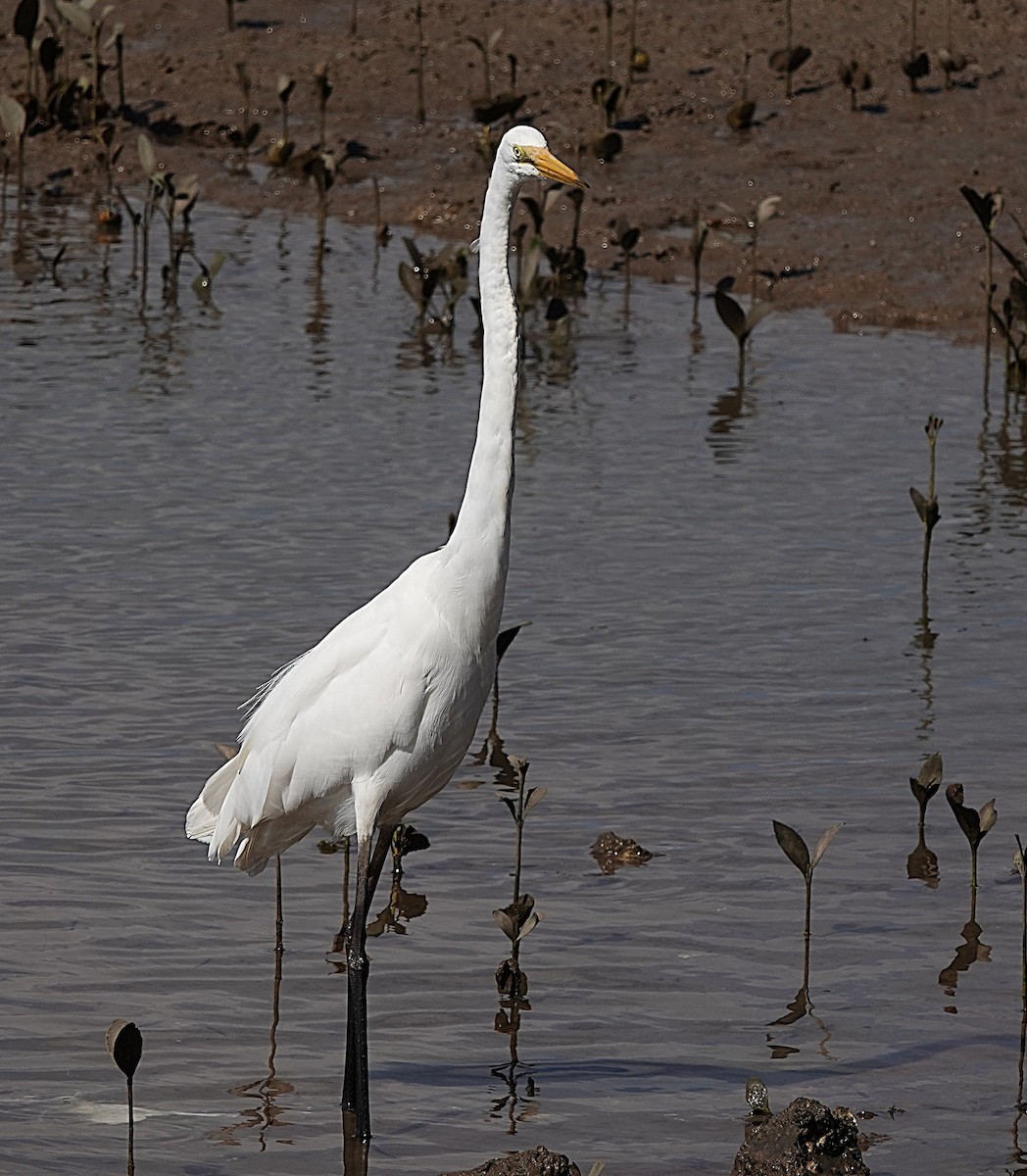 Great Egret - ML641999364