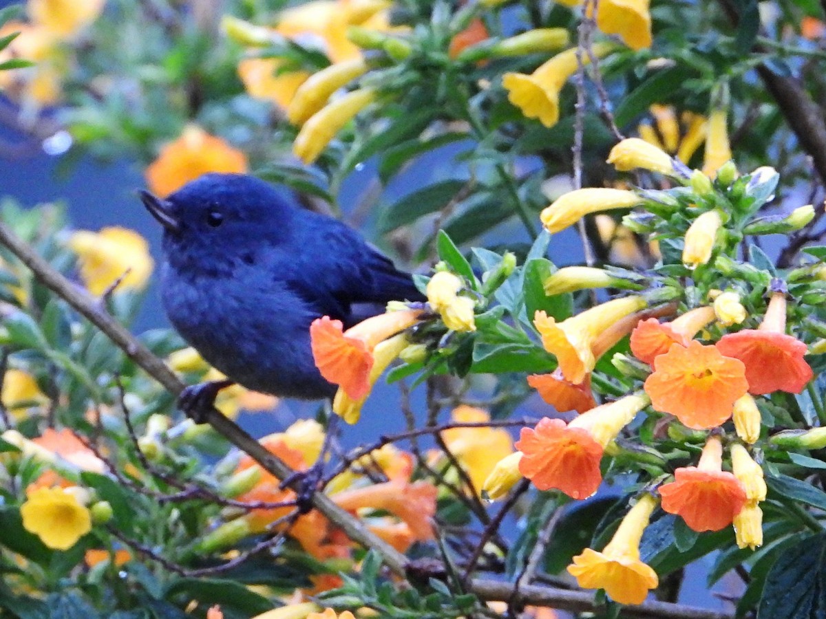 Slaty Flowerpiercer - ML641999365