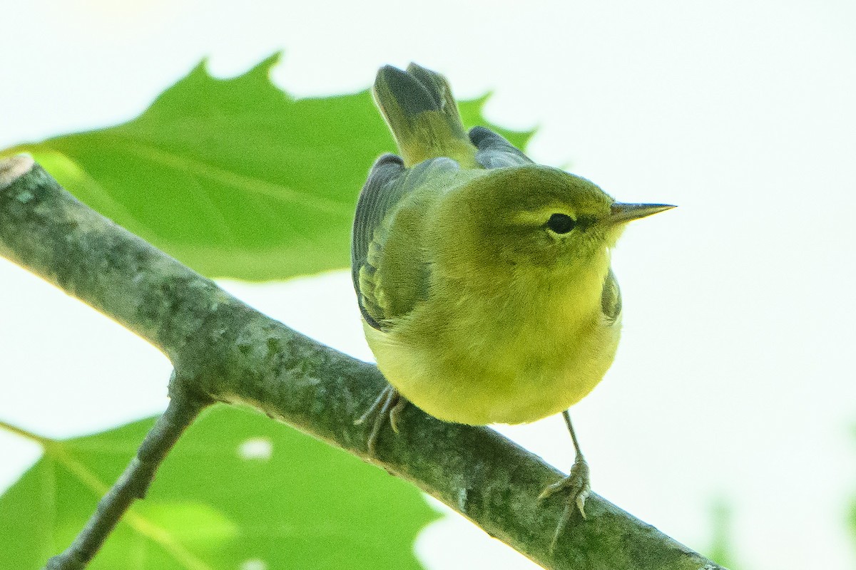 Tennessee Warbler - ML641999367