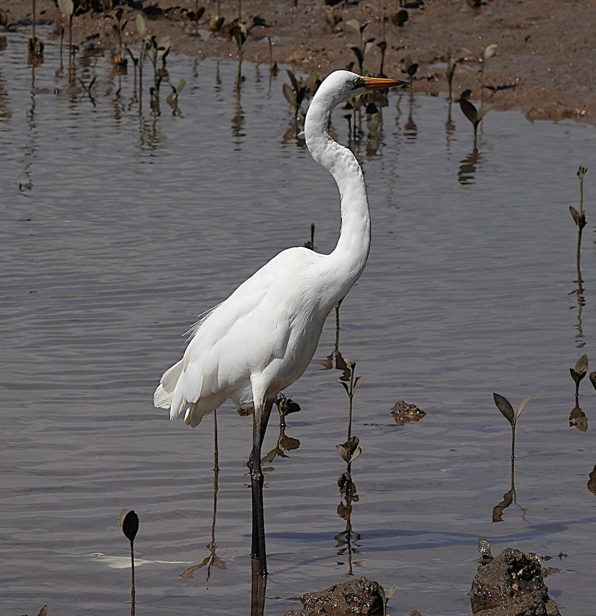 Great Egret - ML641999369