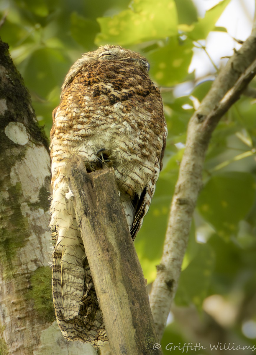 Great Potoo - ML641999371