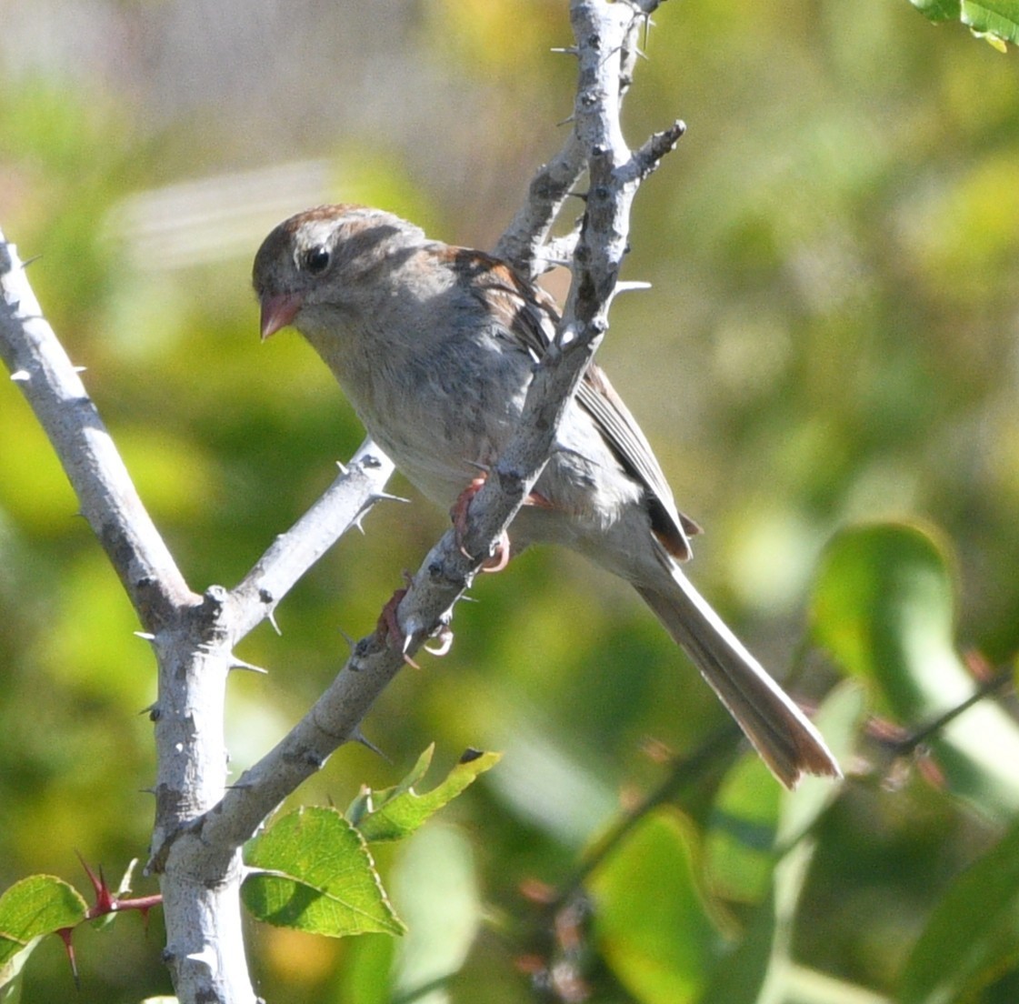 Field Sparrow - ML641999372