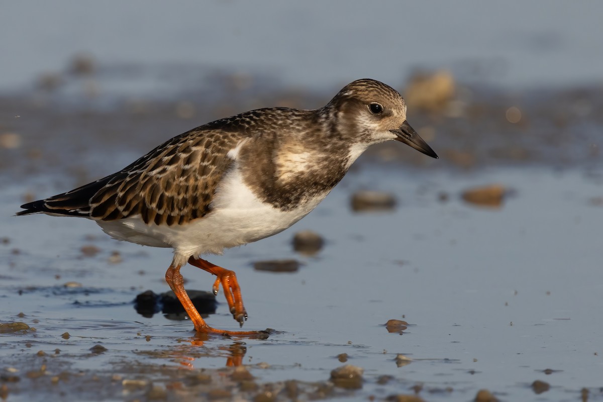 Ruddy Turnstone - ML641999373
