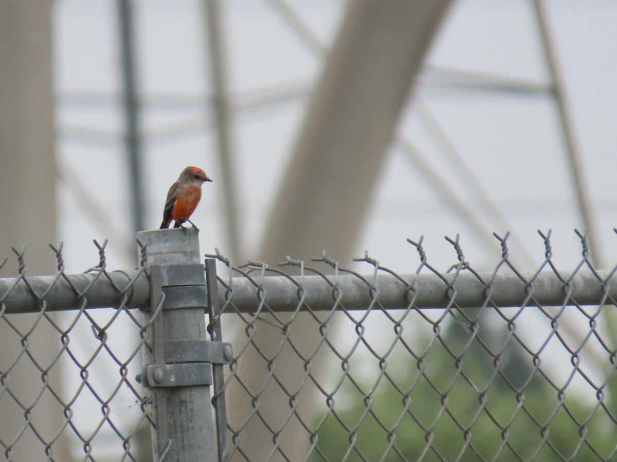 Vermilion Flycatcher - ML641999374