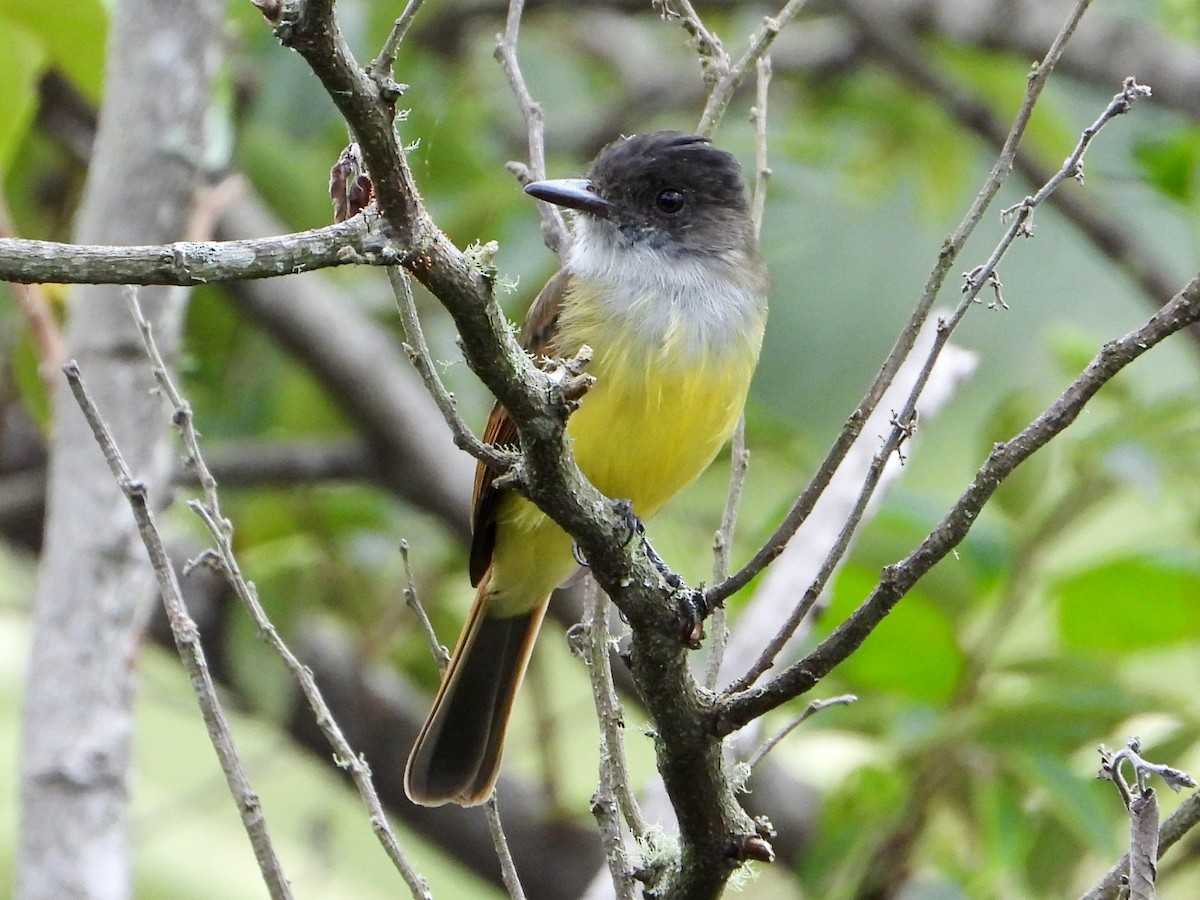 Dusky-capped Flycatcher - ML641999377