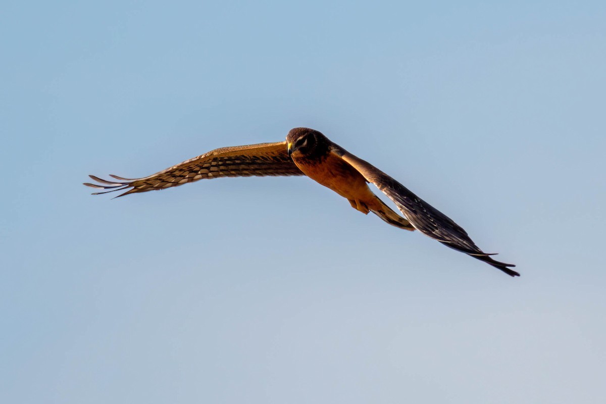 Northern Harrier - ML641999378