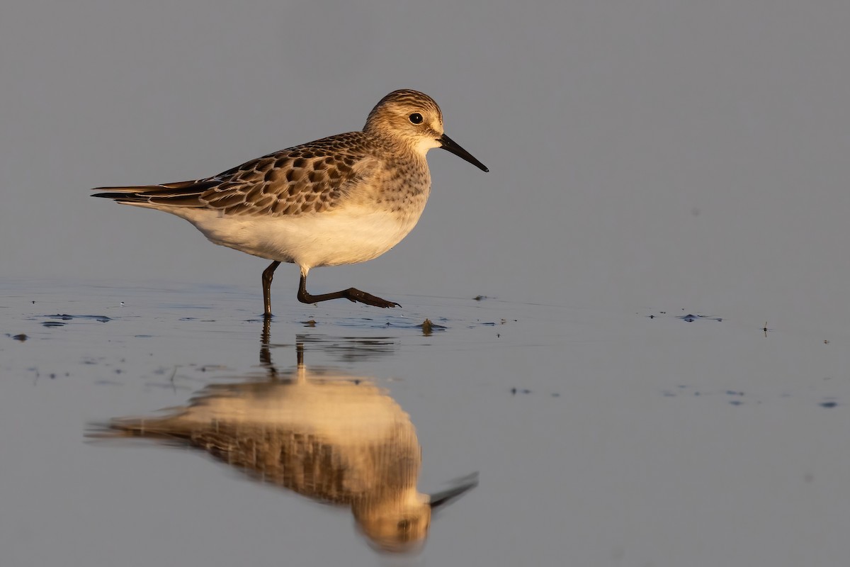 Baird's Sandpiper - ML641999380