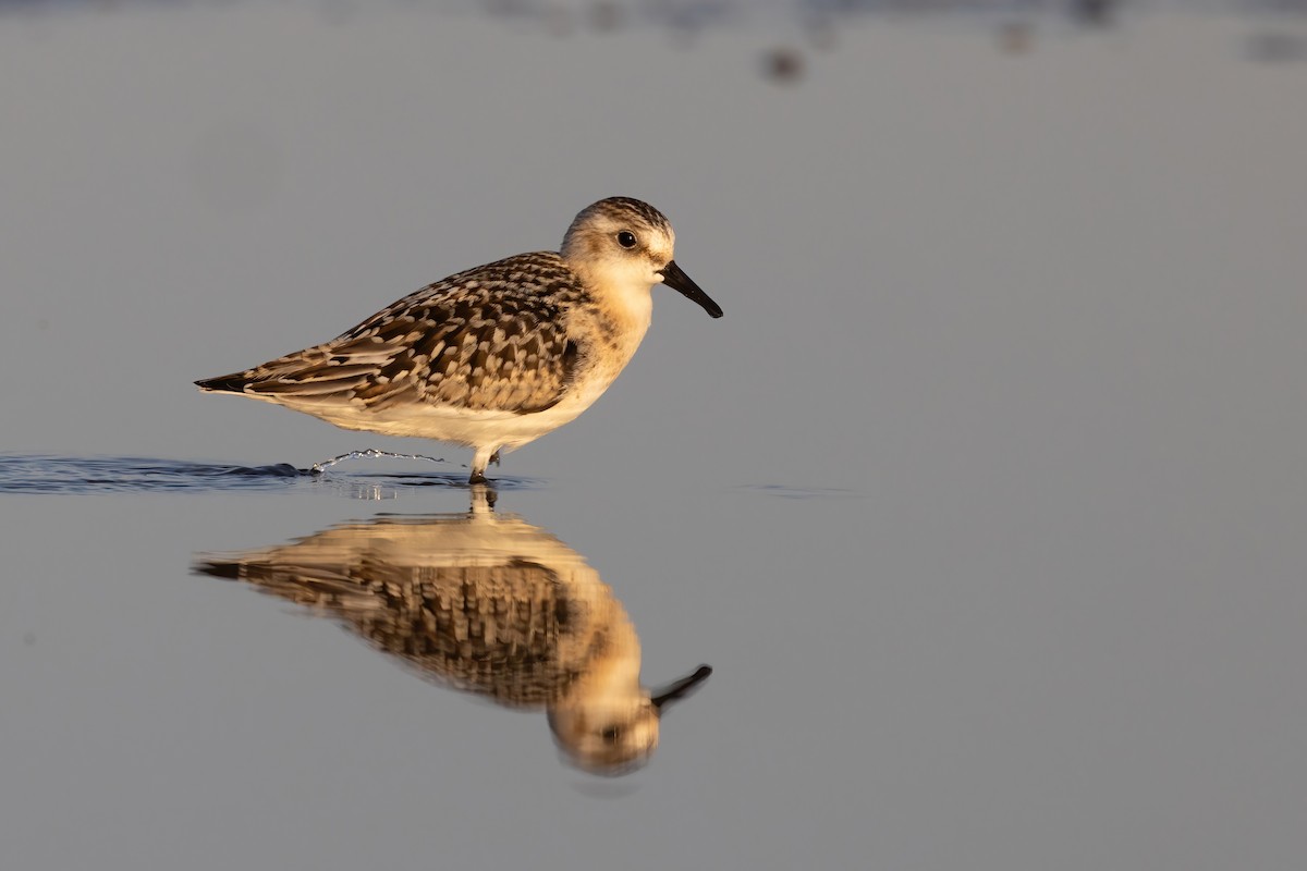 Sanderling - ML641999382