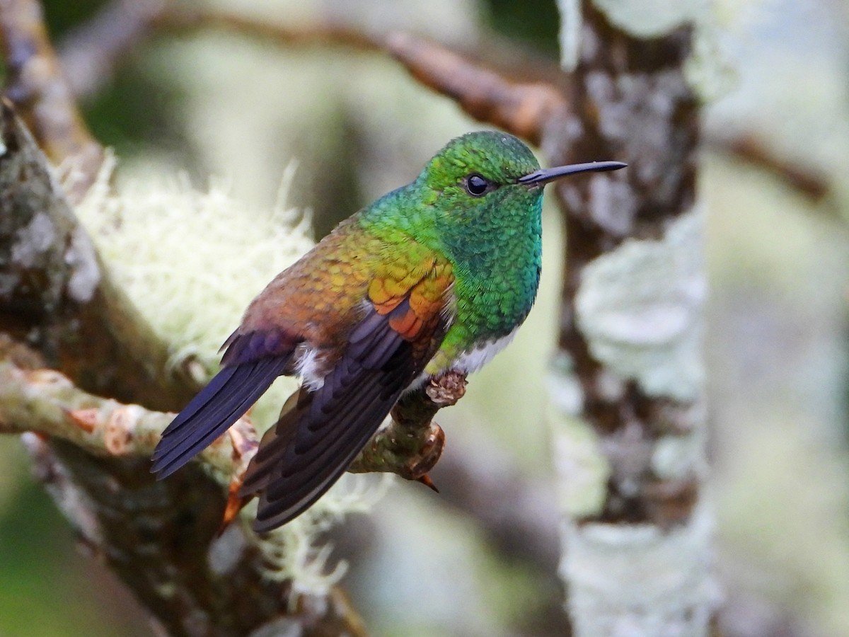 Snowy-bellied Hummingbird - ML641999389