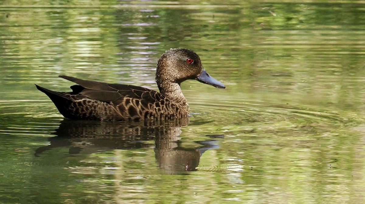 Chestnut Teal - ML641999419