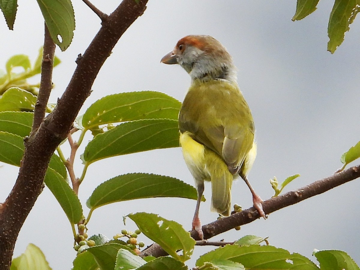 Rufous-browed Peppershrike - ML641999420