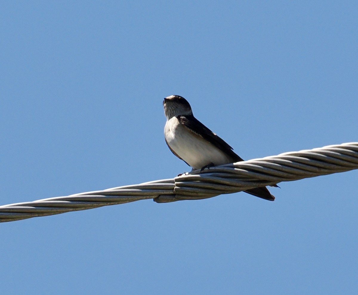 Tree Martin - ML641999423