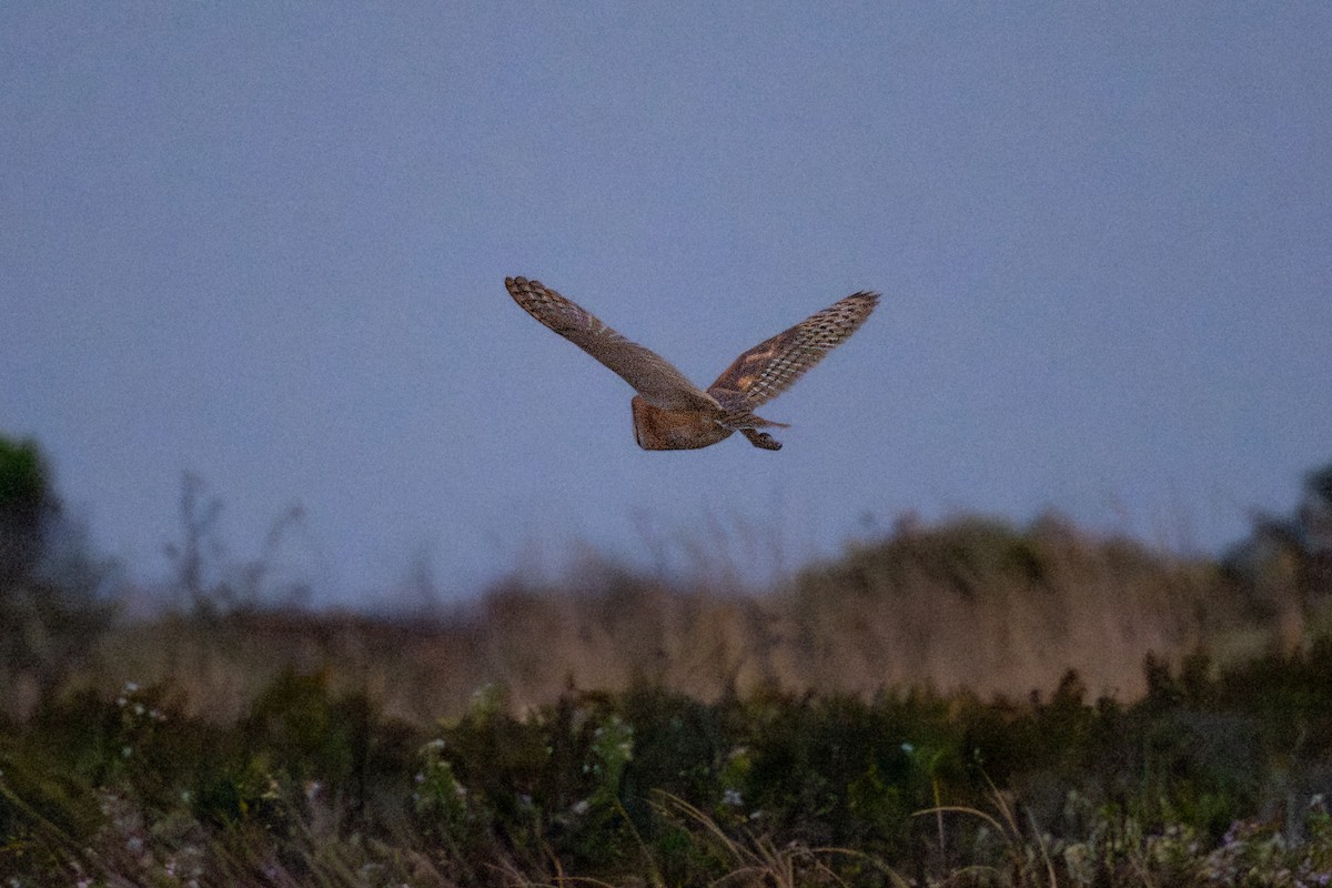 American Barn Owl - ML641999424