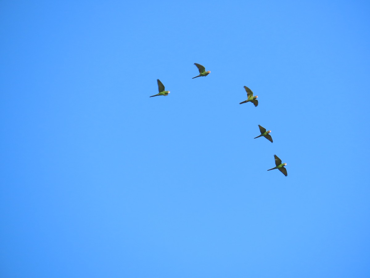 Mitred Parakeet - ML641999426