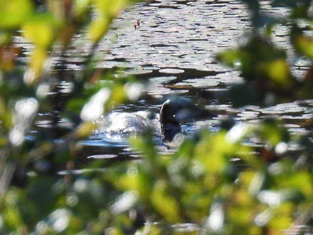 Common Loon - ML641999427