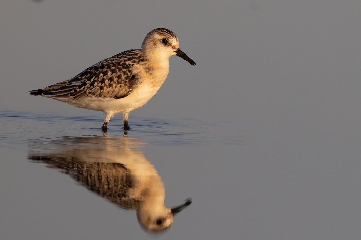 Sanderling - ML641999447