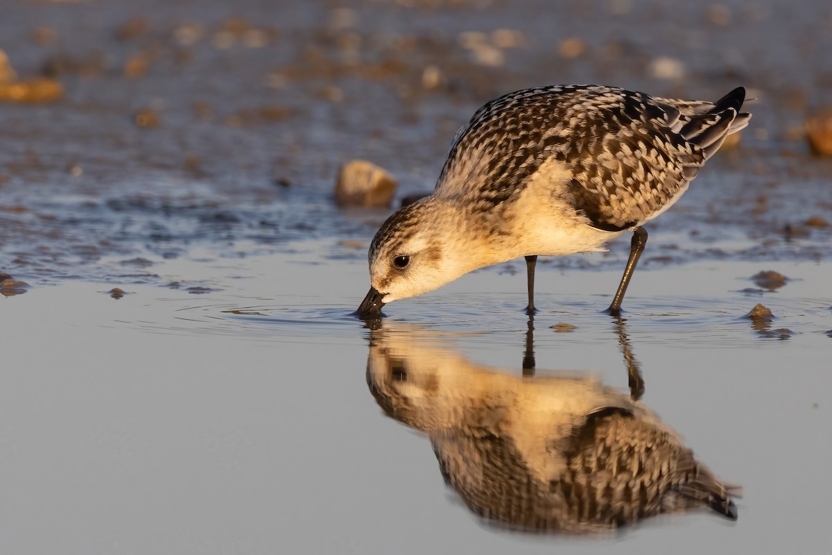 Sanderling - ML641999459