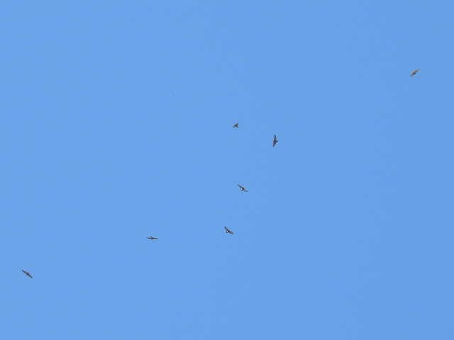 Broad-winged Hawk - ML641999496