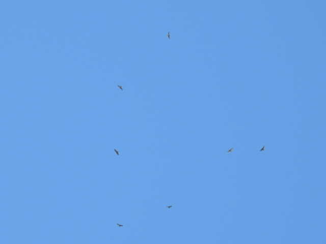 Broad-winged Hawk - ML641999497