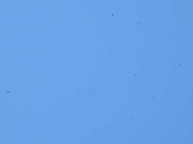 Broad-winged Hawk - ML641999498