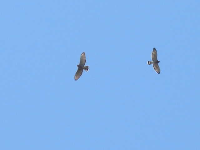 Broad-winged Hawk - ML641999499