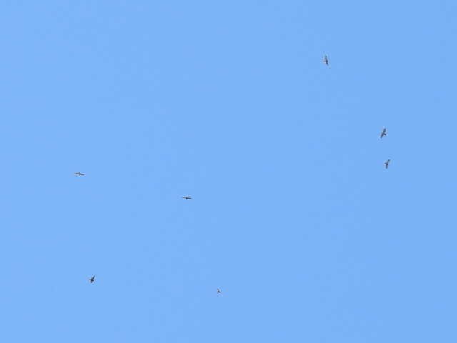 Broad-winged Hawk - ML641999500