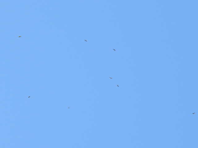 Broad-winged Hawk - ML641999501
