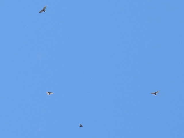 Broad-winged Hawk - ML641999502