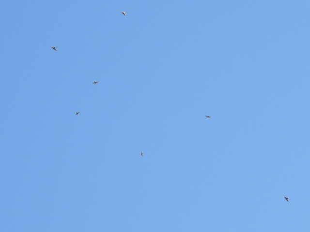 Broad-winged Hawk - ML641999503