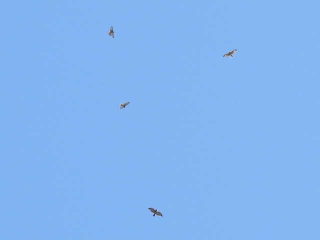 Broad-winged Hawk - ML641999508