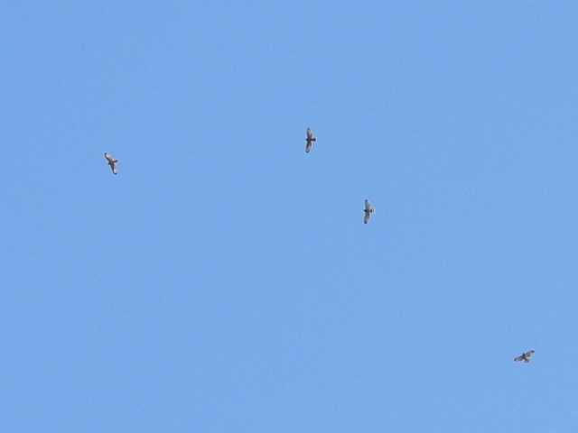 Broad-winged Hawk - ML641999510
