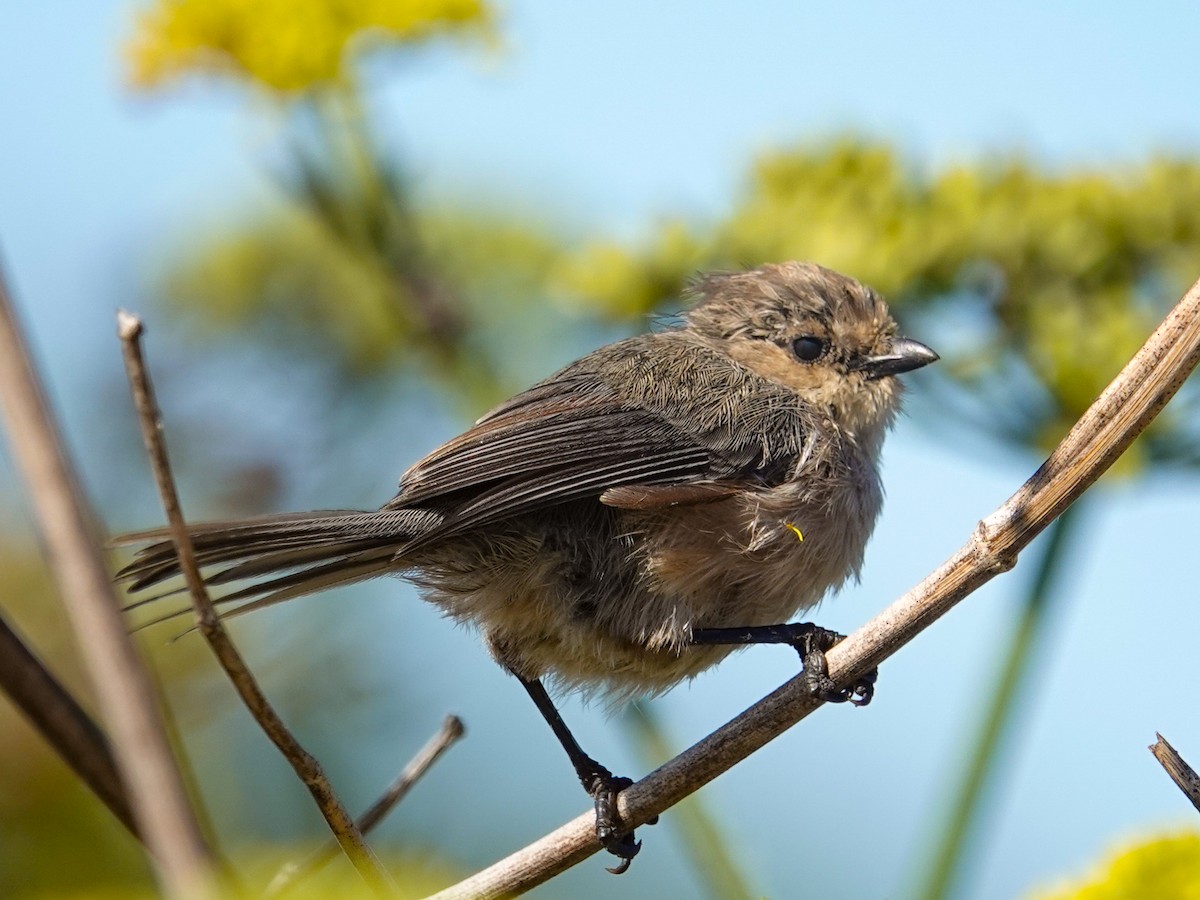 Bushtit - ML641999511